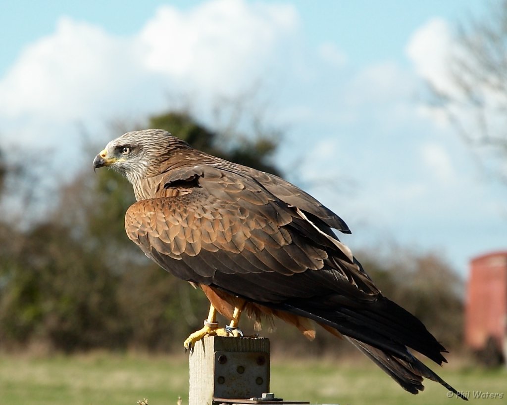 Hawk_Conservancy 154 cropped.jpg